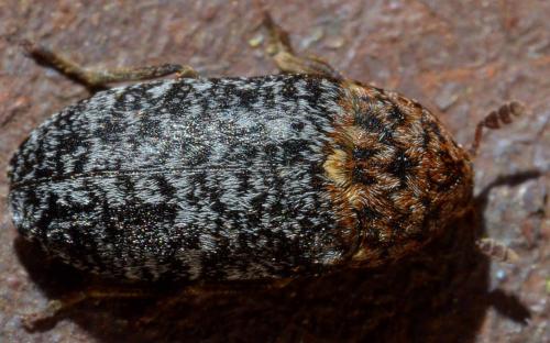 Réf. 224 722 : Dermestes undulatus